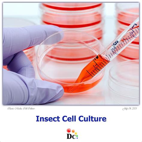 Insect Cell Culture, Classic Media, Animal Cell Culture