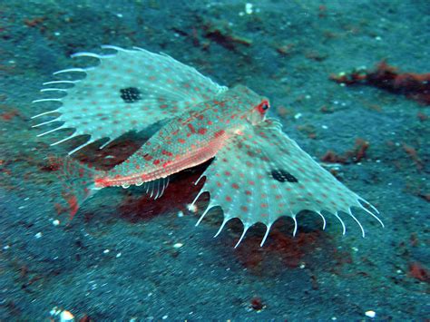 Flying gurnard in the sand photo | Deep sea life, Weird sea creatures ...