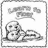 Baby Sea Otter Coloring Pages Sketch Page sketch template