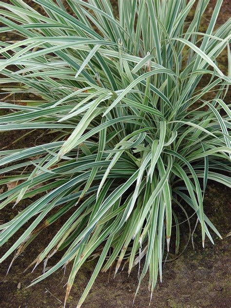 Liriope spicata (Creeping Lilyturf, Creeping Liriope, Lilyturf, Monkey Grass) | North Carolina ...