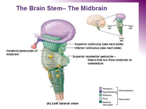 Cerebral Peduncle - Functions & Structure [ Complete Guide ]