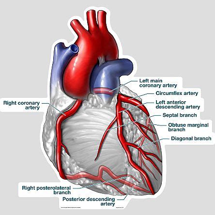 Coronary Arteries | Cardiology, Medical anatomy, Heart anatomy