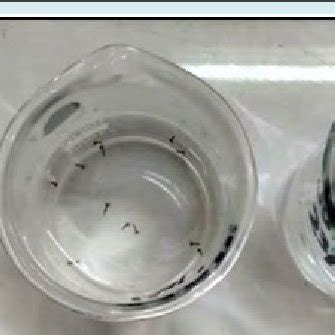 Figure S2: Setup for testing efficacy of Culex larvae. | Download ...