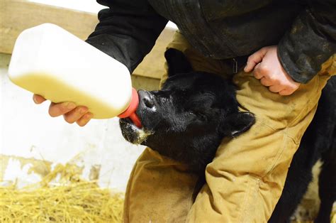 Why Bovine Colostrum Is Healthy For Humans