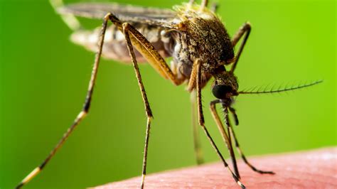 What You Need To Know About Mosquito Season In Florida 2020 - Shield ...