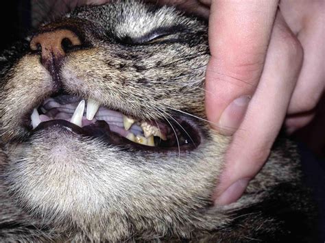 Should I be concerned about my cat's teeth? The premolars look strange... : cats