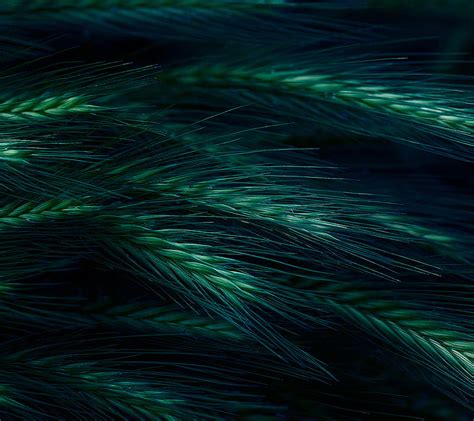 Wheat, close up, grain, green, HD wallpaper | Peakpx