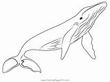 Whales Coloring Page For Kids sketch template