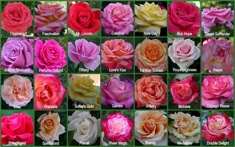 HYBRID TEA ROSES - Sowing the Seeds