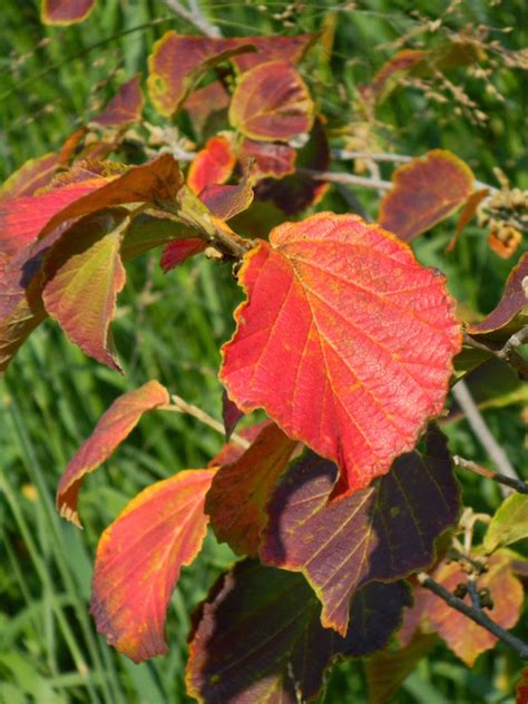 Garden Muses: A Small Toronto Gardening Services Company Blog: Autumn blooms and foliage at the ...