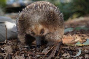 17 Extraordinary Echidna Facts - Fact Animal