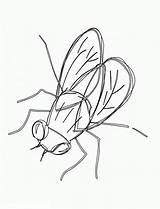 Fly Coloring Pages For Kids Sketch Page sketch template