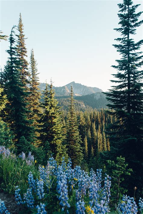 Griffin Lamb — Wildflowers in bloom. Mount Rainier National Park.