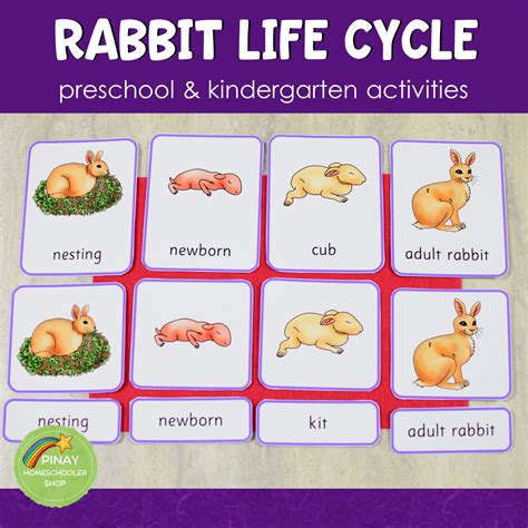 Rabbit Life Cycle Activity Set – Pinay Homeschooler Shop