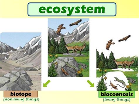 Vocabulary: Ecosystems