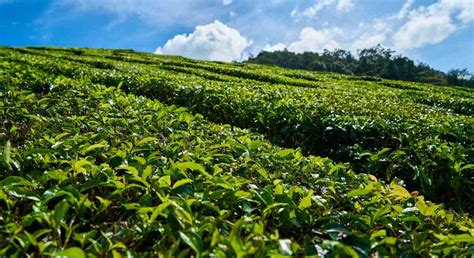 Agriculture In Sri Lanka, Major Crops, Soil Types | Agri Farming