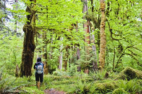 Hoh Rainforest Trail Olympic National Park » Local Adventurer » Travel ...