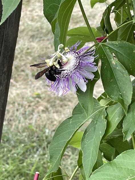 passion vine, maypop - Vinland Valley Nursery