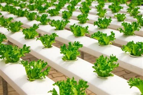 Hydroponics Farming in Kenya and its Benefits - KenyaInvest