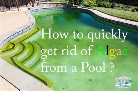 How to Treat and Remove Pool Algae: A Guide