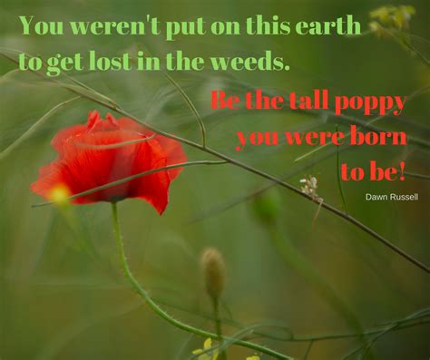 Be the tall poppy | Positive quotes, Poppies, Inspirational quotes