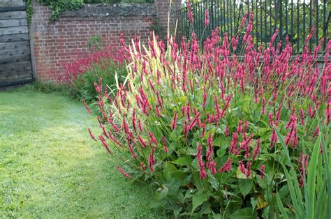 Persicaria amplexicaulis - Duizendknoop - De Tuinen van Appeltern Pink Perennials, Garden ...