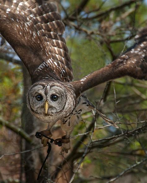 Barred Owl Flying Right at You Photograph by Mitch Spence - Fine Art ...