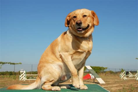 Premium Photo | Labrador retriever in agility