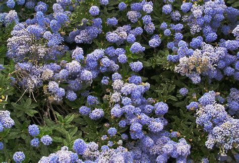 P4020008cr California Wild Lilac Ceanothus | California Wild… | Flickr