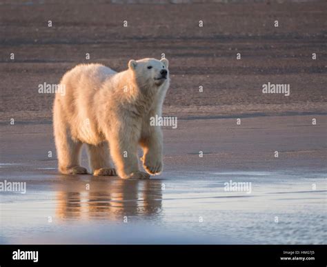 Alaska Arctic Polar Bear and Cubs Stock Photo - Alamy