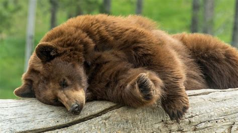 Careless Yellowstone "tourons" chase young bear into road | Flipboard