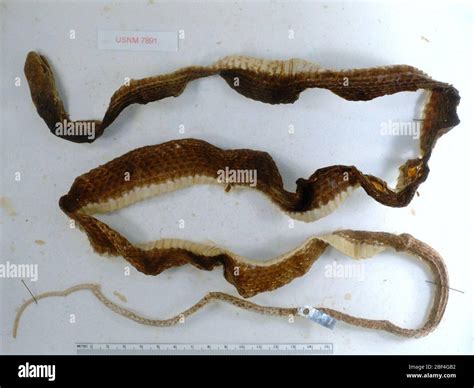 Masticophis flagellum piceus. 6 Aug 20141 Stock Photo - Alamy