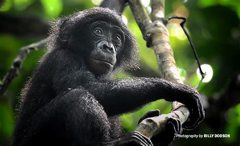 Strengthening bonobo conservation through satellite technology