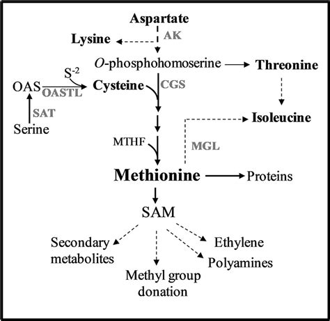 Frontiers | The Level of Methionine Residues in Storage Proteins Is the Main Limiting Factor of ...