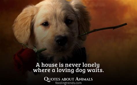 30 Quotes About Animals That Will Draw You Closer To Your Pets