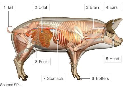 Internal Parts Of A Pig