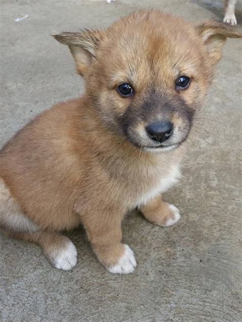 These Photos Of Baby Dingoes Will Make You Forget That They're Predators in 2020 | Dingo ...