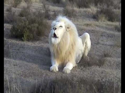 White Lion Roar - YouTube