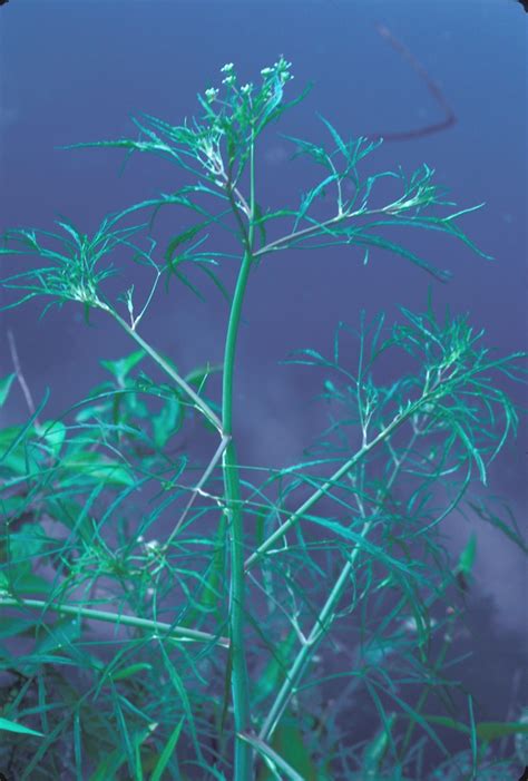 Cicuta bulbifera (bulblet-bearing water-hemlock): Go Botany