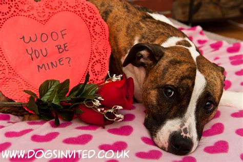 Romantic last minute breaks which are dog friendly #dogsinvited | Dog valentines, Valentines day ...