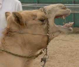 Qatar Camels | Qatar Visitor - Travel Guide to Doha & Qatar