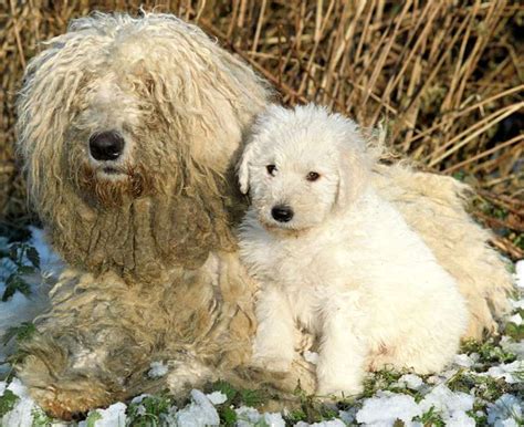 Komondor - Dog Breed information and Images - K9 Research Lab