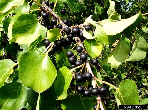 common buckthorn, European buckthorn (Rhamnus cathartica)