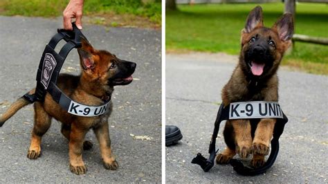 Polis Köpeklerinin İsmi Neden K-9? - Webtekno