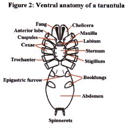 Anatomy | British Tarantula Society