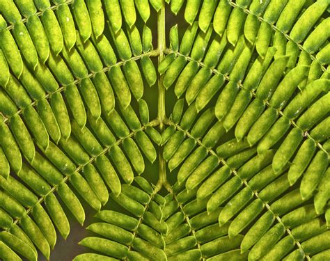 Pinnate Leaf Tree - South Coast Botanic Garden Foundation