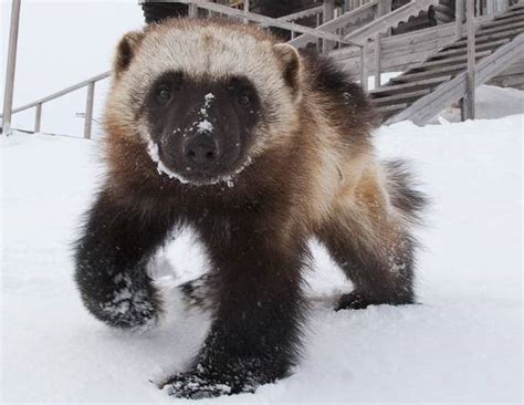 Rosomak - Wolverine | DinoAnimals.pl