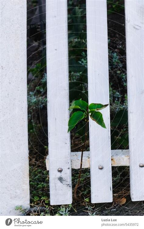 Tree sapling grows up, pushes through a white picket fence.... - a ...