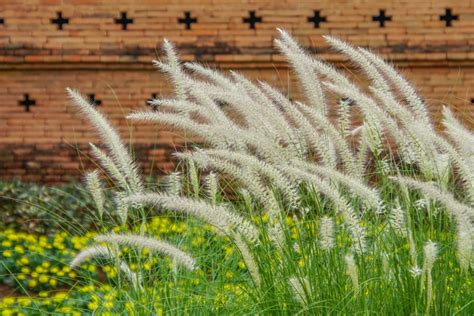 Discover the Beauty of Korean Feather Reed Grass