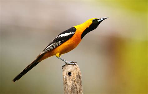 Calandria Dorso Negro Menor | Guía de Aves